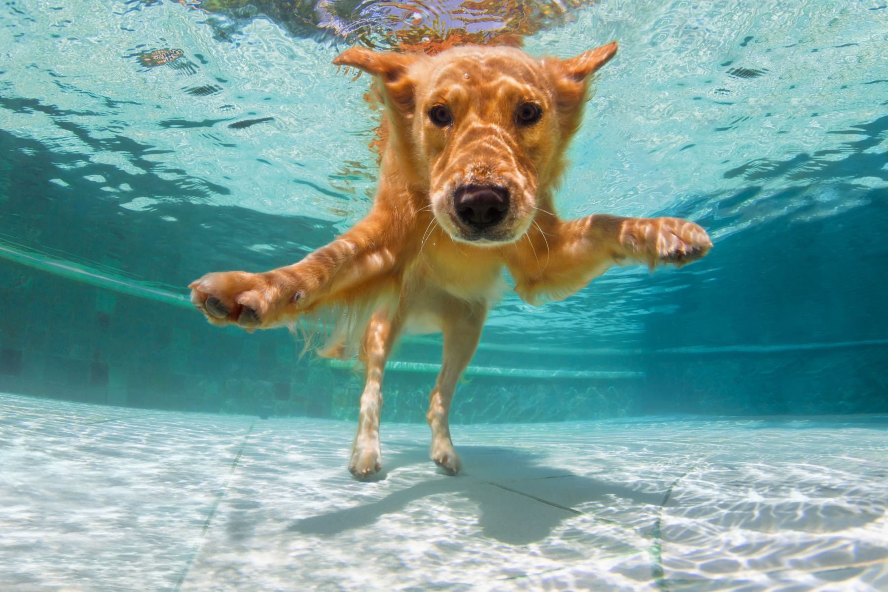 golden retriever in swimming pool